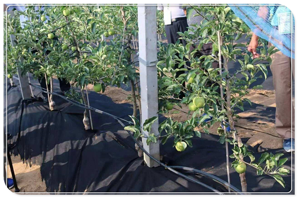 防草布在現(xiàn)代果園管理的廣泛應用