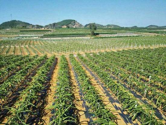 園藝地布對(duì)雜草數(shù)量、種類的影響